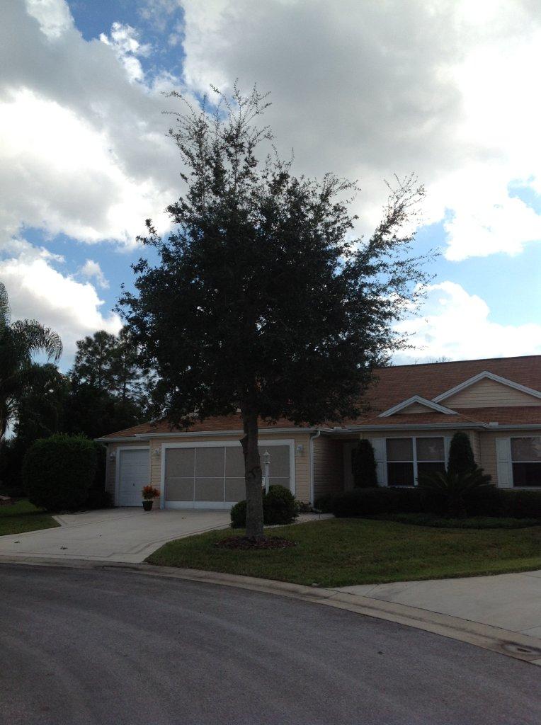 The Live Oak after restoration pruning.