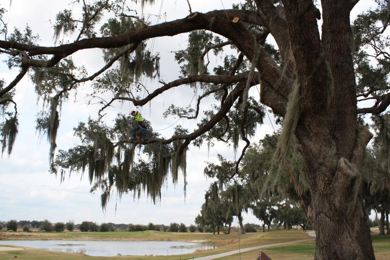 Can you find the Arborist at work?