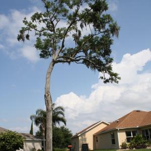 Laurel Oak After