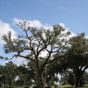 Live Oak - After